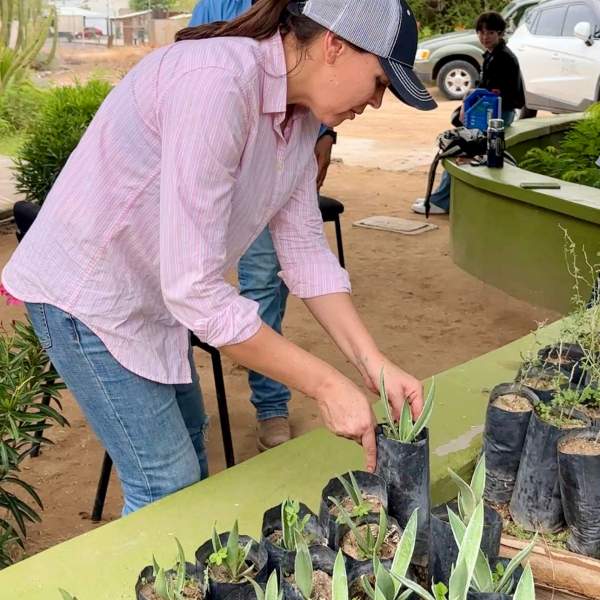 Gobierno de Sonora impulsa reforestación urbana con donación gratuita de plantas
